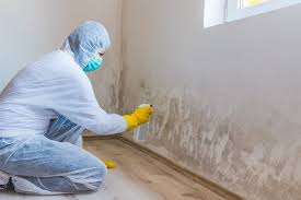 Why You Should Choose Our Mold Remediation Services in Anahola, HI