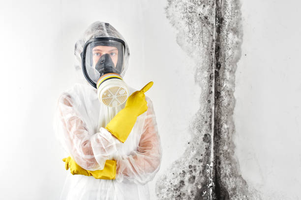 Best Environmental Consulting for Mold Prevention in Anahola, HI